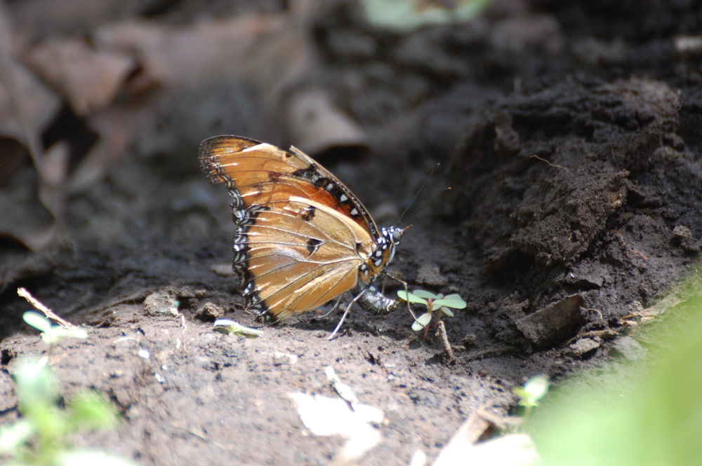 Tanzania - Monarca africana